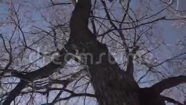 无叶树的剪影，在深蓝色的天空背景上有花蕾。 录像。 没有树叶的树木